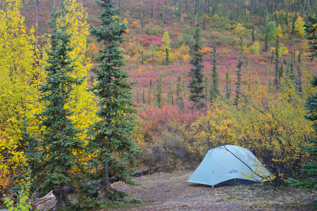 Guided backpacking trips ArrigetchPeaks Campsite among fall color boreal forest Arrigetch Peaks, Gates of the Arctic National Park, Alaska.