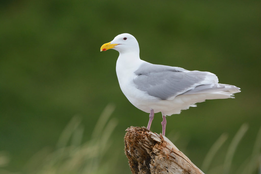 Alaska wildlife photo tour Glaucous gull Katmai National Park.