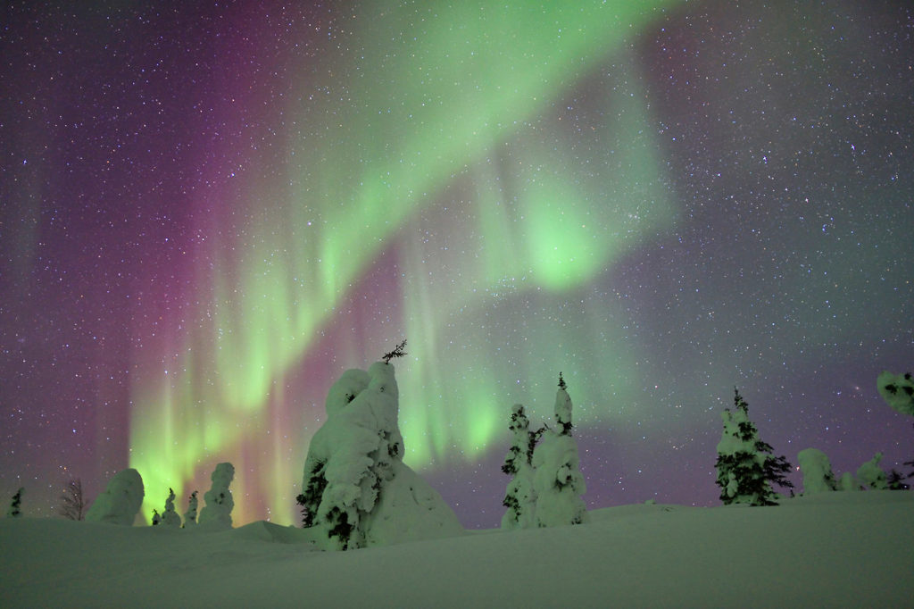 Northern lights and snow covered spruce forest in Alaska northern lights photo tour.