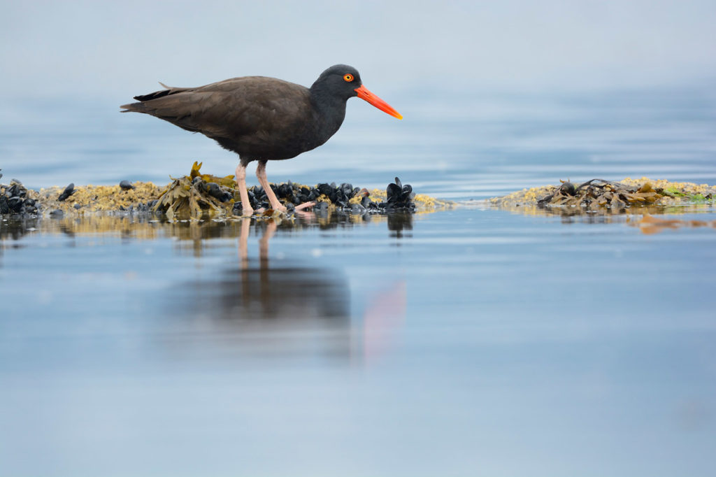 Alaska coastal wildlife photo tour Oystercatcher photo Katmai National Park, Alaska.