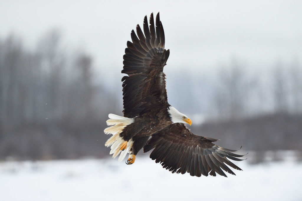 Bald eagles photo tour Alaska eagle landing.
