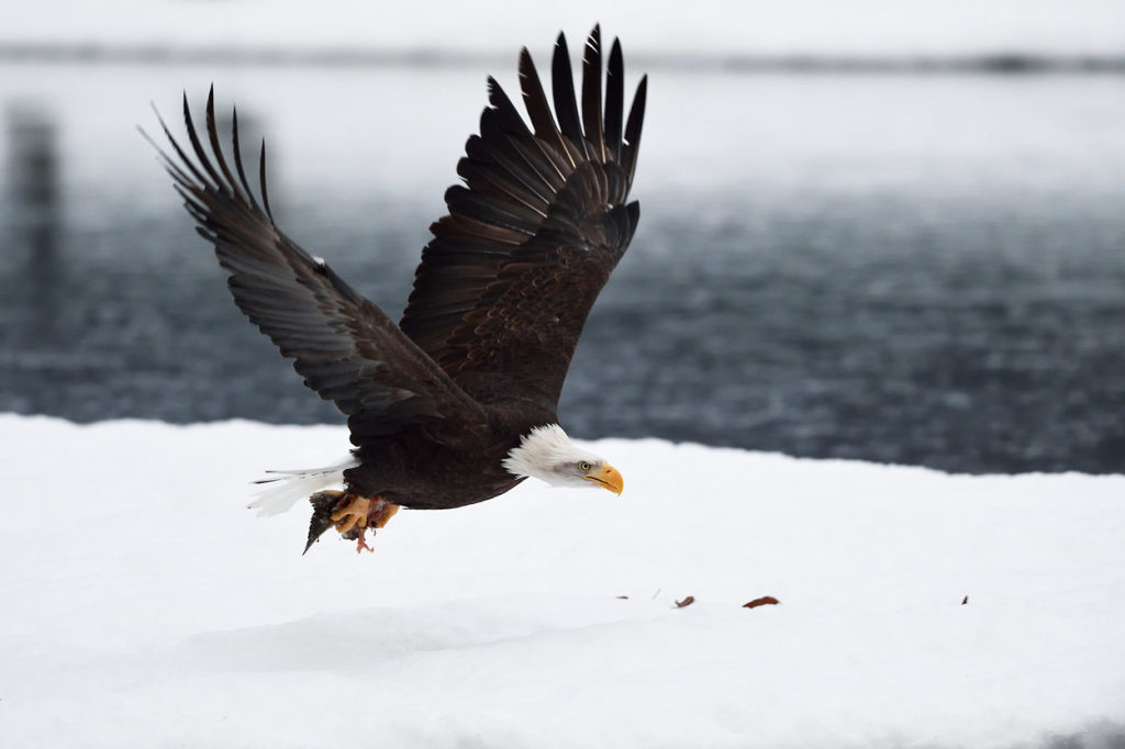 Bald eagle photo tour flying with part of a salmon.