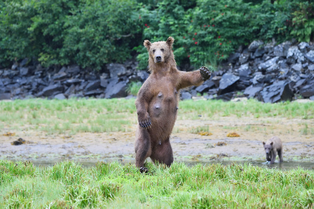 Alaska coastal wildlife photo tour brown bear sow standing upright.