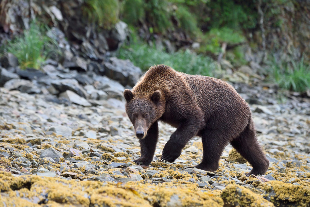 Alaska coastal wildlife photo tour brown bear on Katmai Coast.
