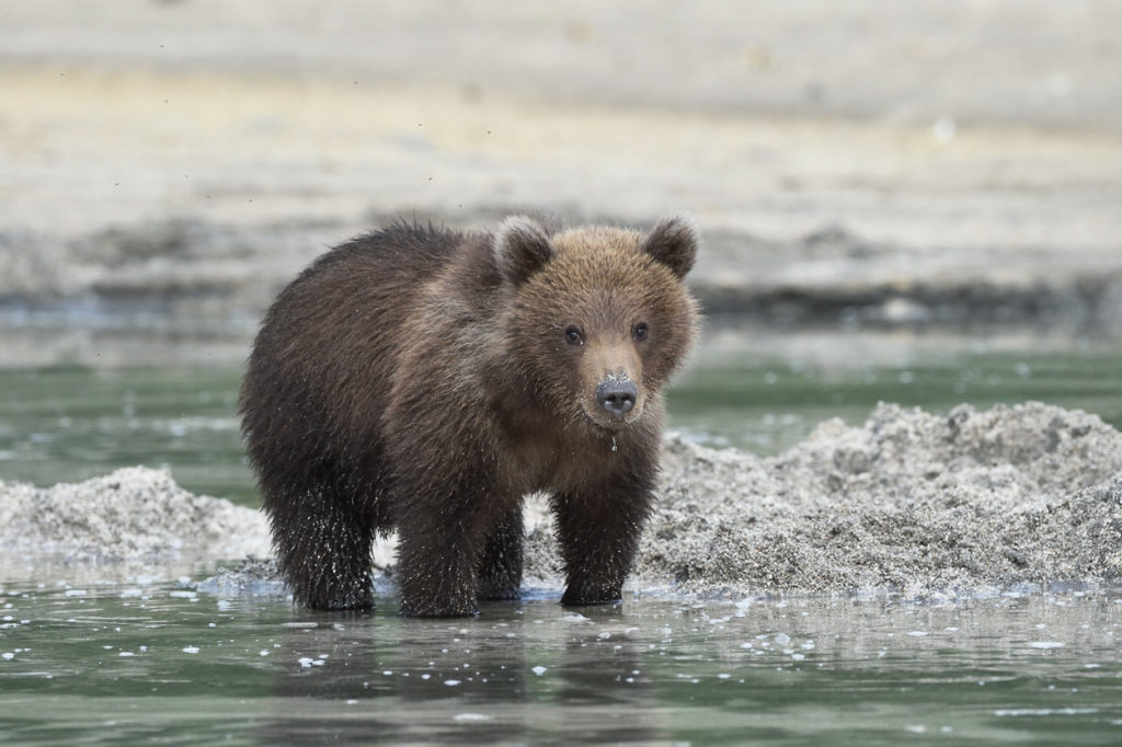 Alaska coastal wildlife photo tour brown bear cub on the beach.
