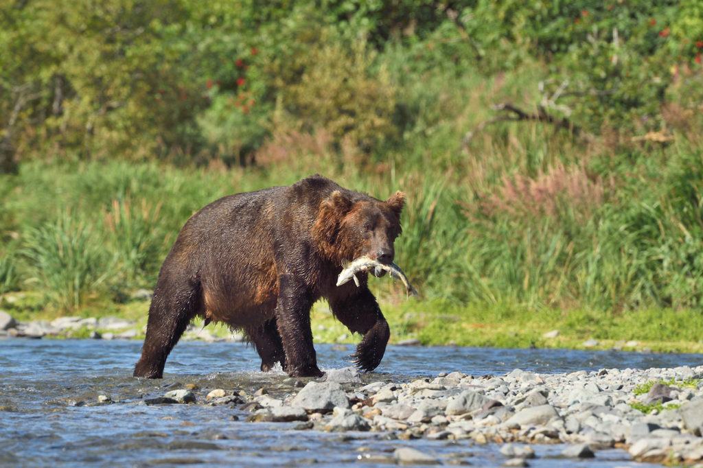 Alaska Coastal wildlife photo tour brown bear with a Silver Salmon Katmai National Park.