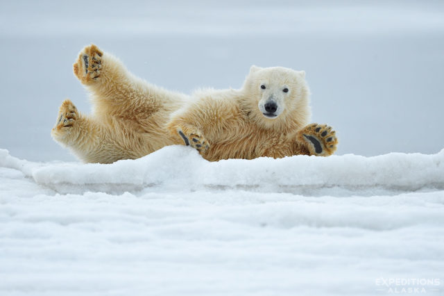 Playful young polar bear cub rolling on snow and ice. ANWR, Alaska.