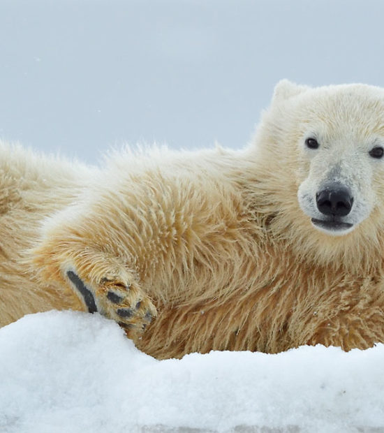 Panoramic image of polar bear cub looking at the photographer, ANWR, Alaska.