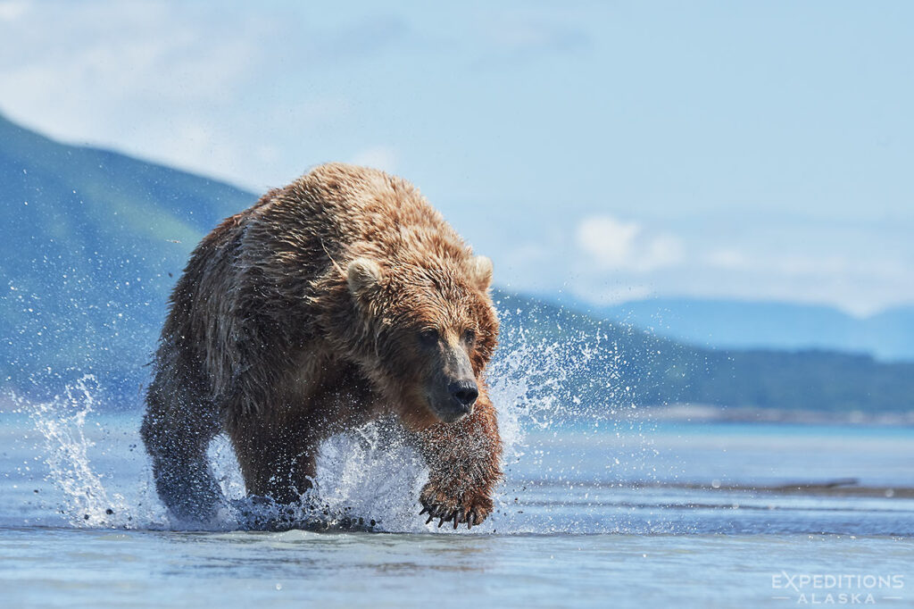 Female brown bear stalking salmon in the shallows of Hallo Bay, Katmai National Park and Preserve, Alaska.