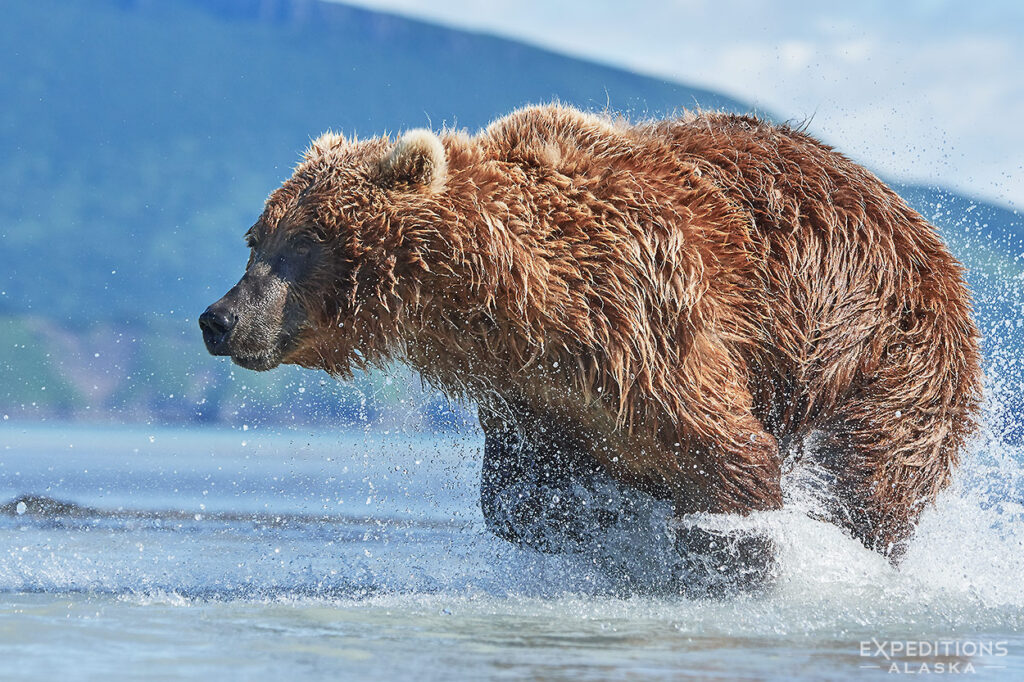 Female brown bear chasing salmon in the shallows of Hallo Bay, Katmai National Park and Preserve, Alaska.