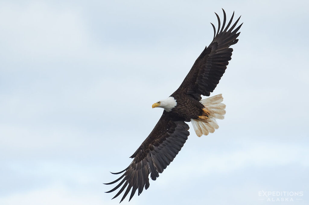 Bald eagle in flight.