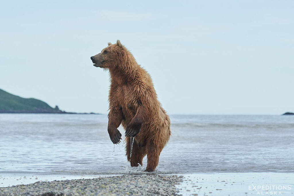 Standing tall, Alaska brown bear