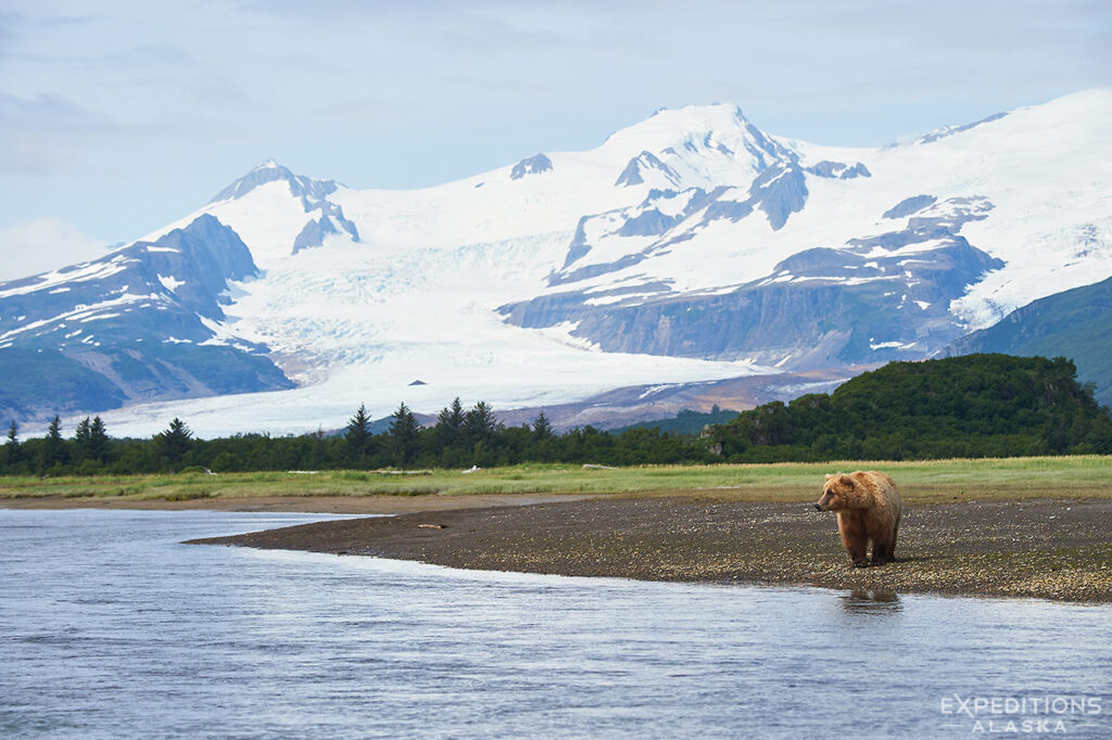 Alaska brown bear and scenery at Hallo Bay, Alaska.