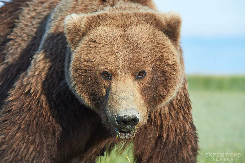 Female brown bear.