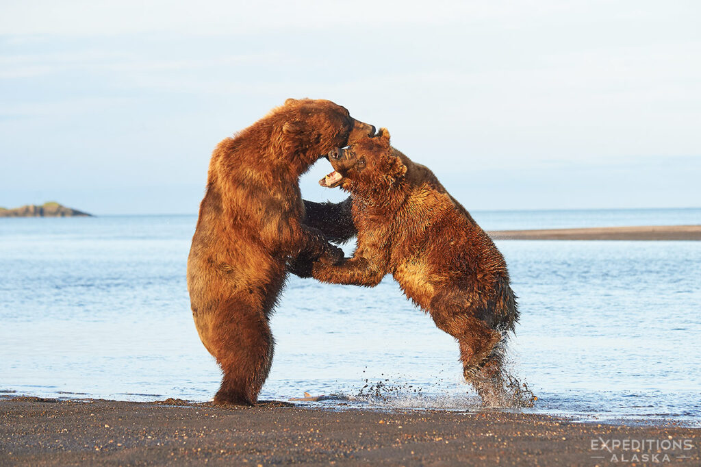 Two large male brown bears fighting over salmon.