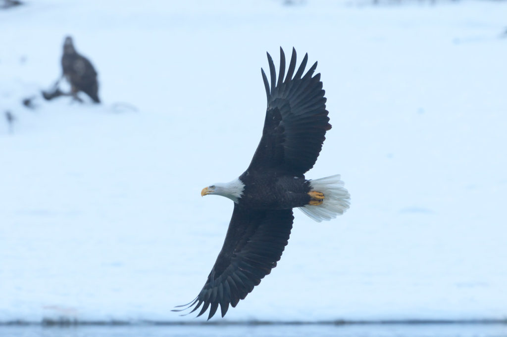 Bald eagles photo tour eagle turning.