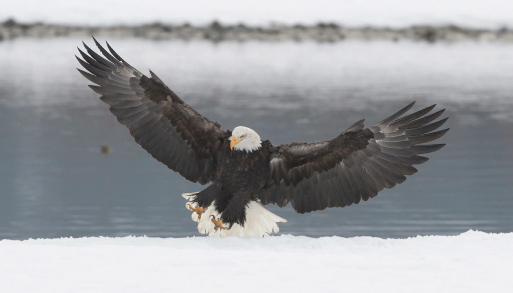 Bald eagles Alaska photo tour eagle landing on snow.