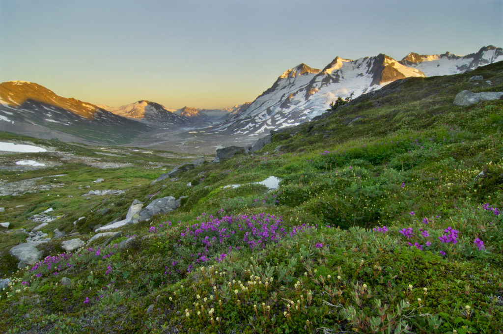 Wildflowers and Chugach Mountains at sunset Seven pass Route backpacking trip, Wrangell-St. Elias National Park, Alaska.