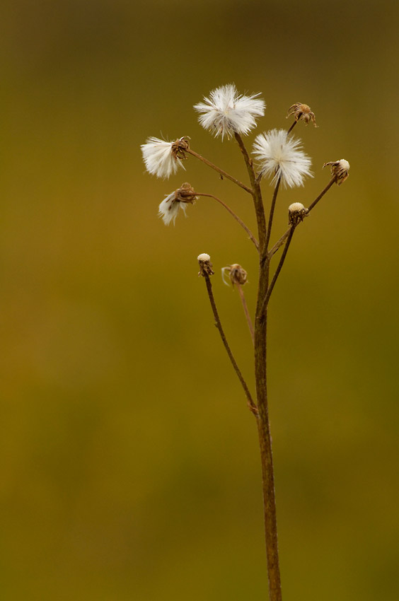 Steamboat Hills hiking trip Alaska wildflowers Wrangell-St. Elias National Park Alaska.