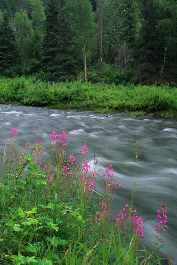 Alaska hiking trips Kenai Peninsula.