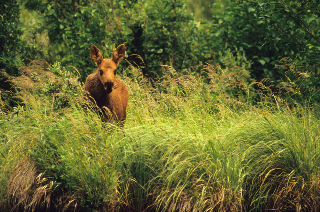 Alaska hiking trips moose calf photo.