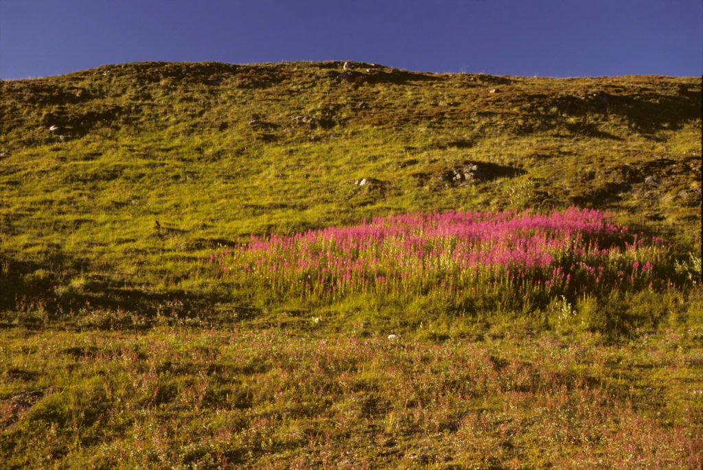 Steamboat Hills Common Fireweed flowers Wrangell-St. Elias National Park, Alaska.