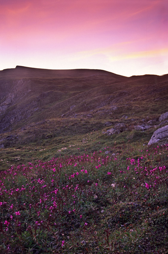 Steamboat Hills hiking trip Dwarf Fireweed wildflowers Wrangell-St. Elias National Park, Alaska.