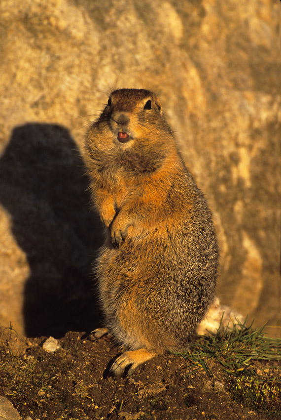 Steamboat hills hiking trips Arctic Ground Squirrel Alaska.