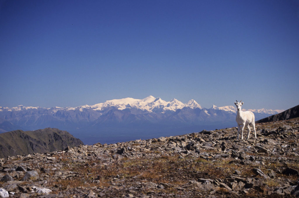 Steamboat Hills backpacking trip Dall sheep Wrangell-St. Elias National Park, Alaska.