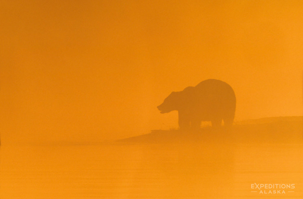 Alaska grizzly bears photo tour Katmai National Park.