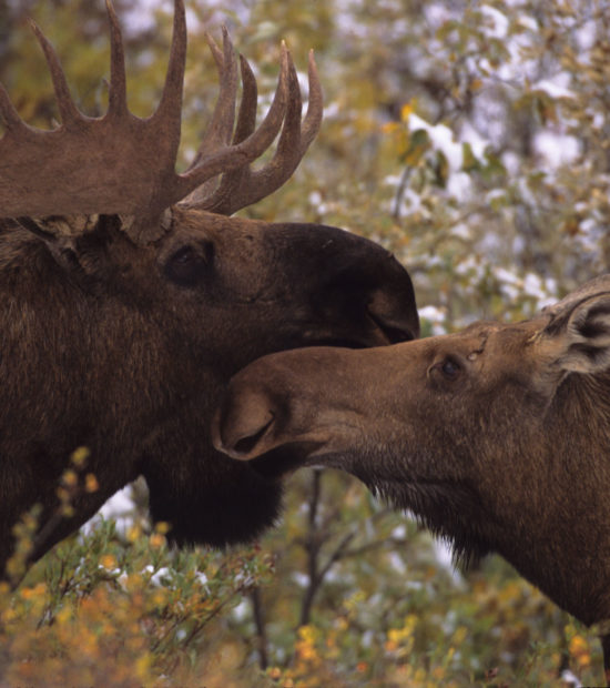Bull moose and cow moose, Alaska.