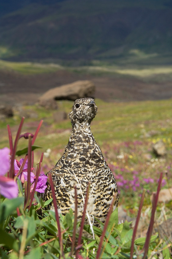 Alaska camping trip basecampjng at Skolai Pass Ptarmigan.