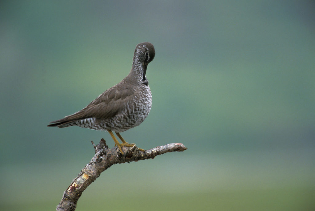 Basecamping trip Skolai Pass Wandering tattler Wrangell-St. Elias National Park Alaska.