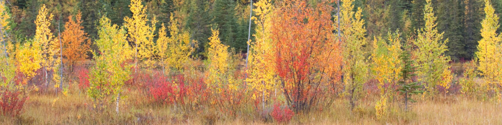 Fall colors on McCarthy Road to McCarthy, Wrangell-St. Elias National Park Alaska.