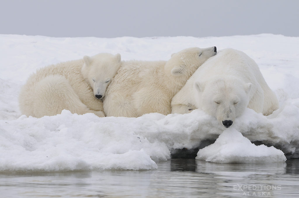 Alaska polar bear photo ebook.