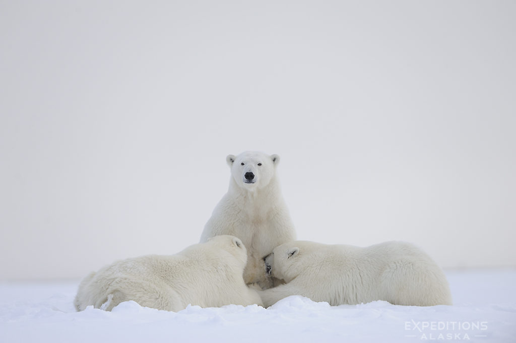 Alaska polar bear photo ebook. Polar Bear mother nursing cub, Alaska.
