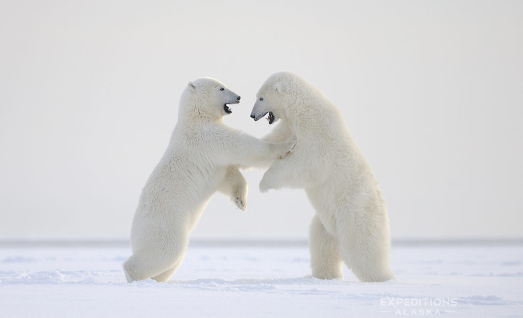 Alaska polar bear photo ebook. Polar Bear young playing, ANWR, Alaska.