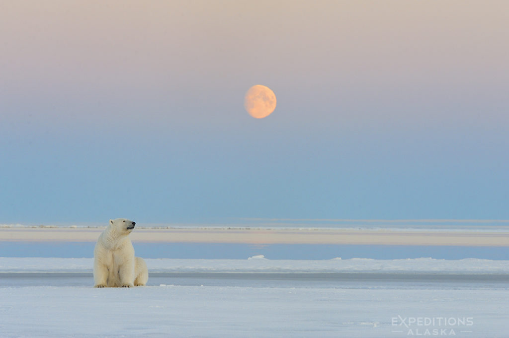 Alaska polar bear photo ebook. Polar Bear (Ursus maritimus) Arctic National Wildlife Refuge, Alaska.