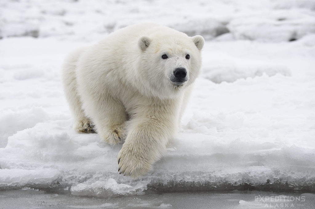 Alaska polar bear photo ebook. Polar bear cub on the edge of Beaufort Sea.
