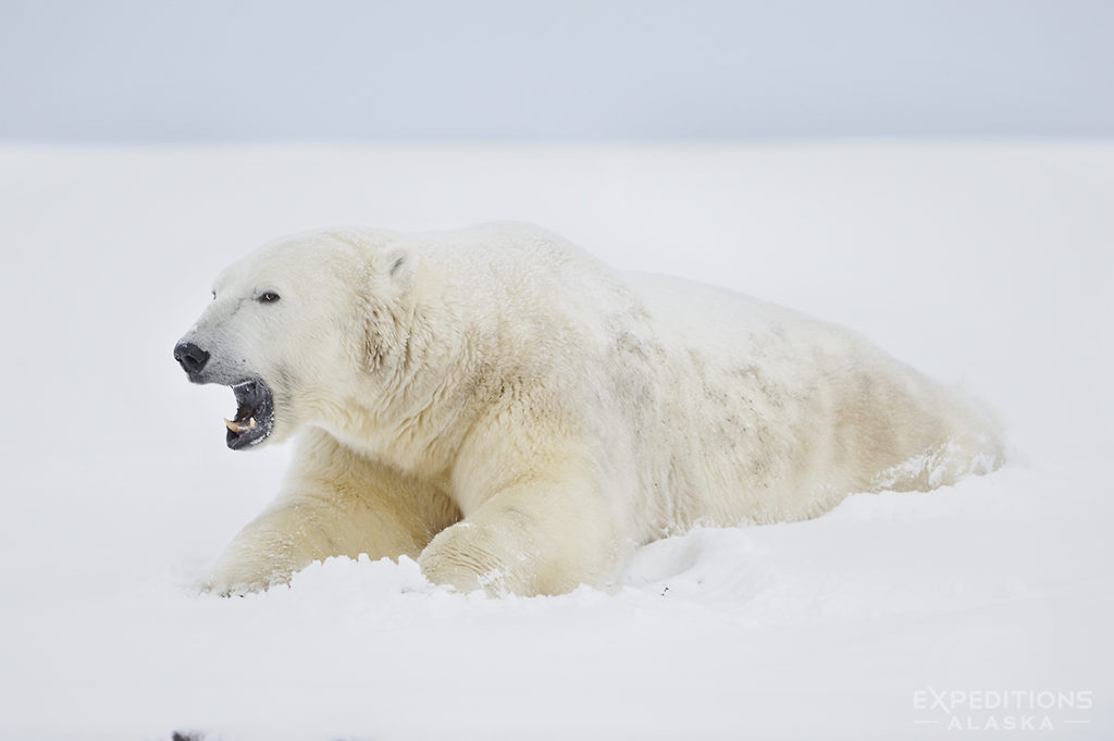 Alaska polar bear photo ebook. Adult male yawning.