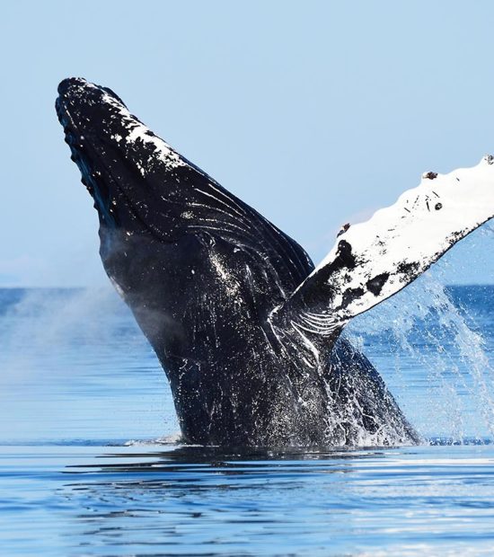 humpback whale breaching Prince William Sound Alaska.