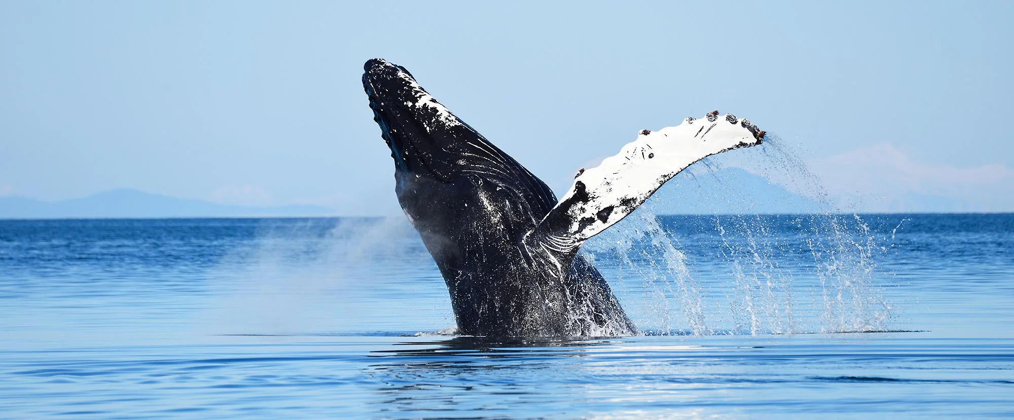 humpback whale breaching Prince William Sound Alaska.