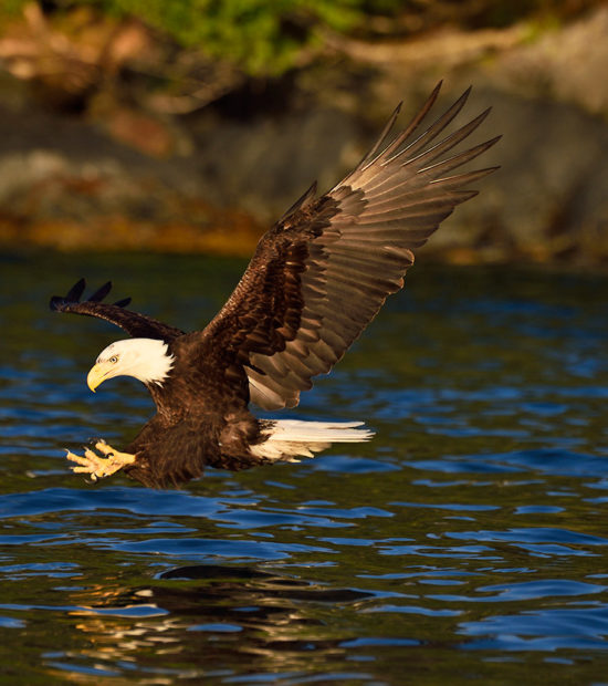 Bald eagle grabbing a fish Prince William Sound, Alaska.