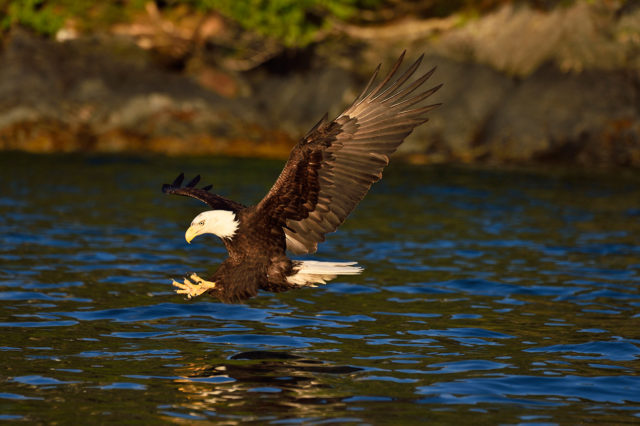 Bald eagle grabbing a fish Prince William Sound, Alaska.