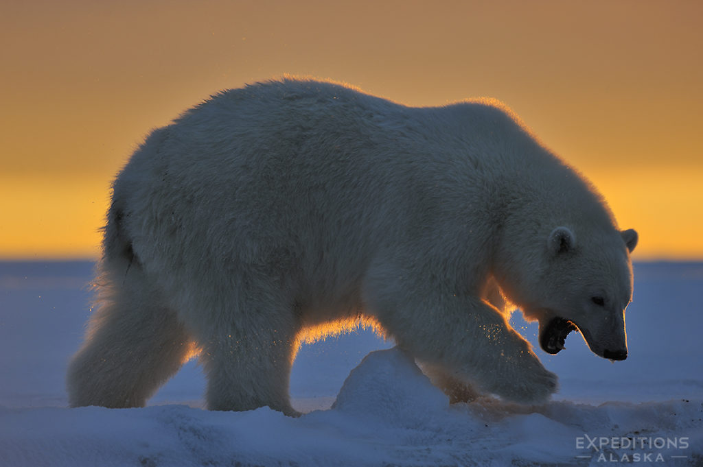 Alaska polar bear photo ebook. polar bear silhouetted sunrise.