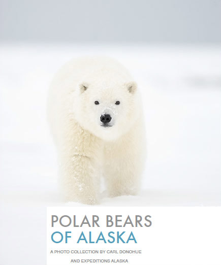Alaska polar bear photography ebook cover image.