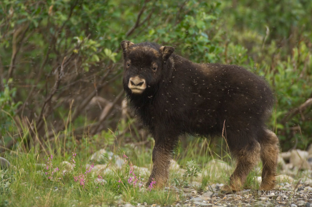 Arctic National Wildlife Refuge photo baby muskox calf, ANWR, Alaska.