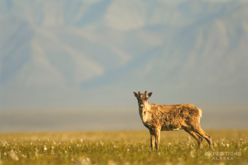 Lone caribou on ANWR coastal plain, Arctic National Wildlife Refuge photos, Alaska.