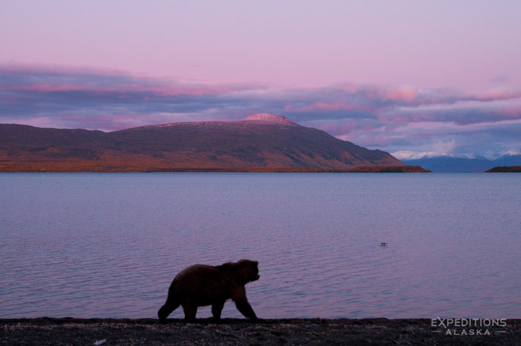 Naknek Lake photo brown bear Katmai National Park Alaska.