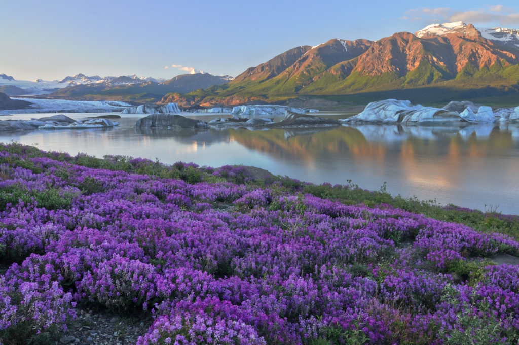 Wildflowers and Nizina Lake photo Wrangell - St. Elias National Park and Preserve, Alaska.